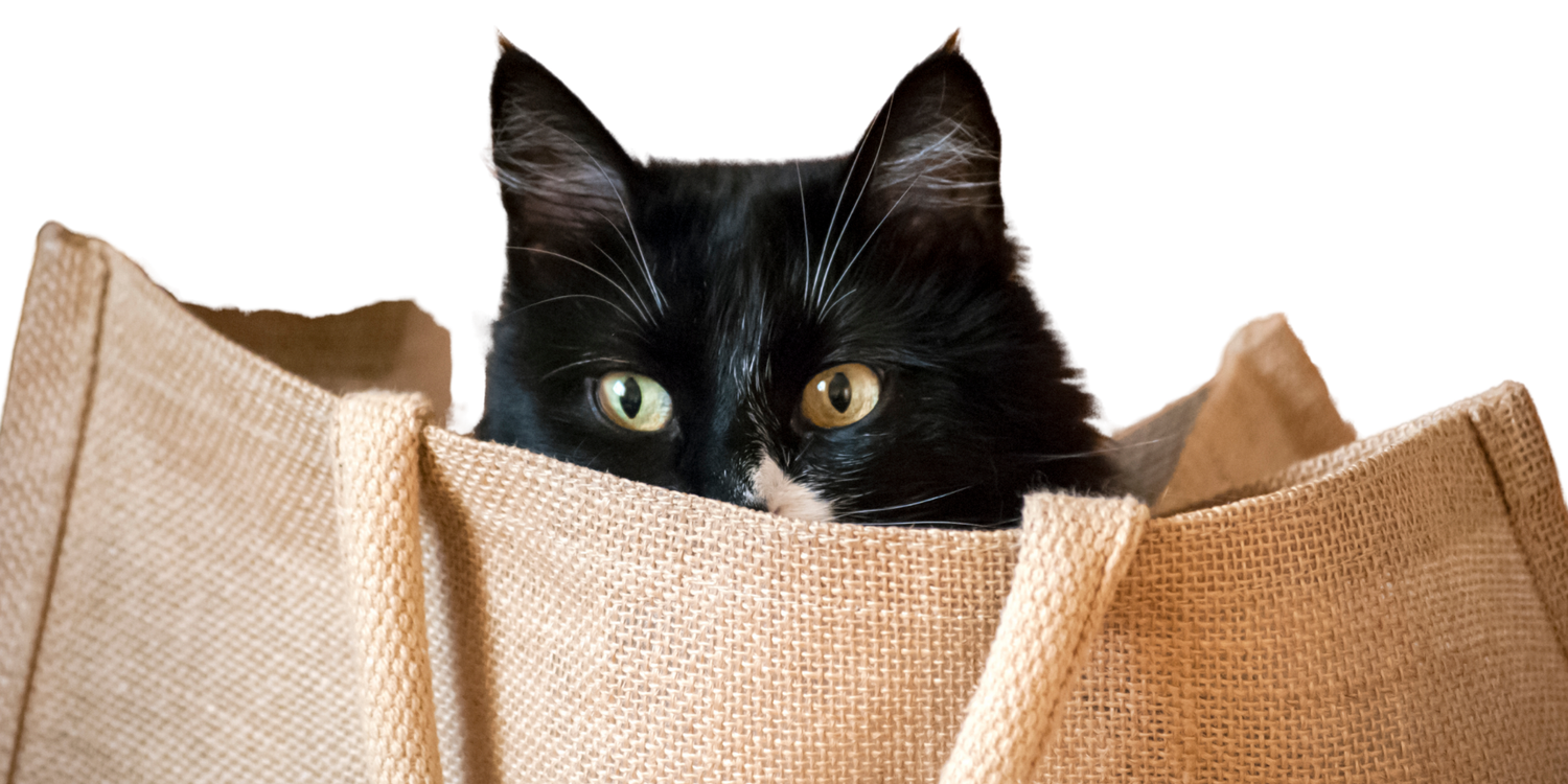 Cat Accessories