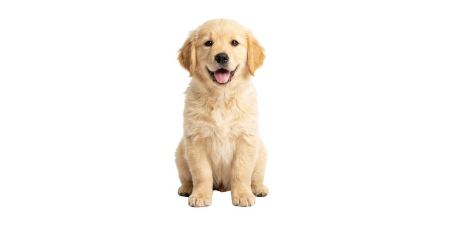Shop Dogs