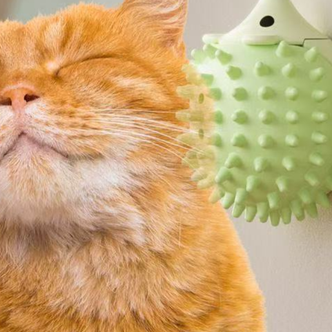 Cat toy dental care products