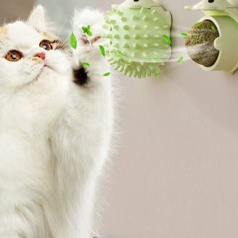 Cat toy dental care products